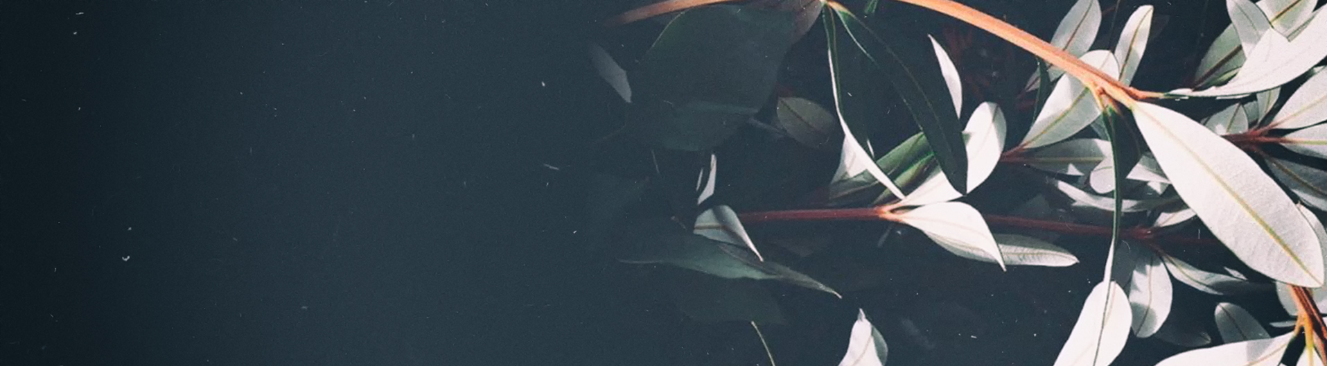 Entry Header Image