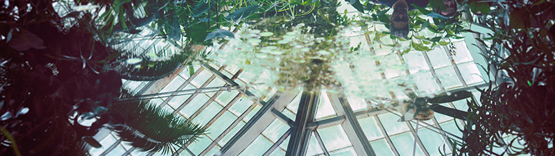 Highland Tropics Header Image