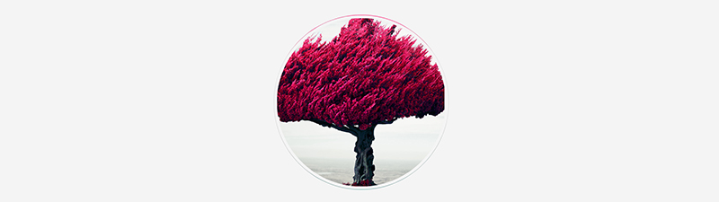 Rose Wood Header Image