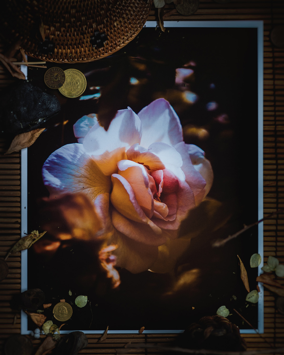 Printed photograph of blooming flower.