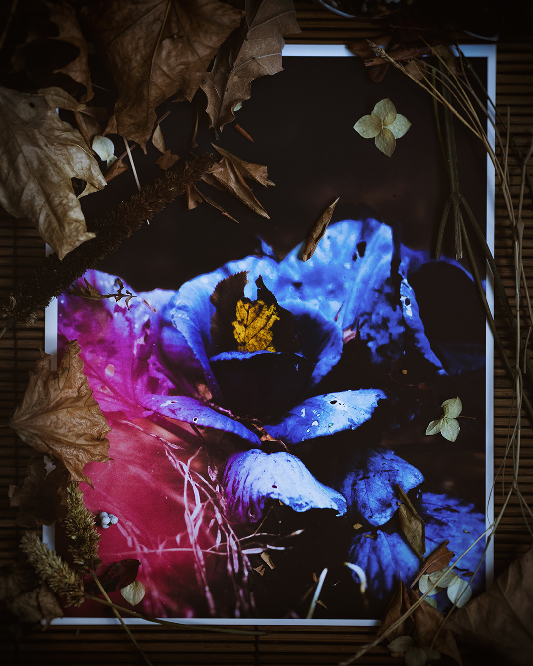 Printed photograph of a plant that has been eaten by bugs.